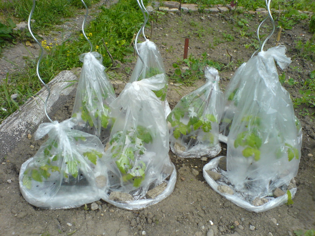 Hier gibts Tomaten in Säcken