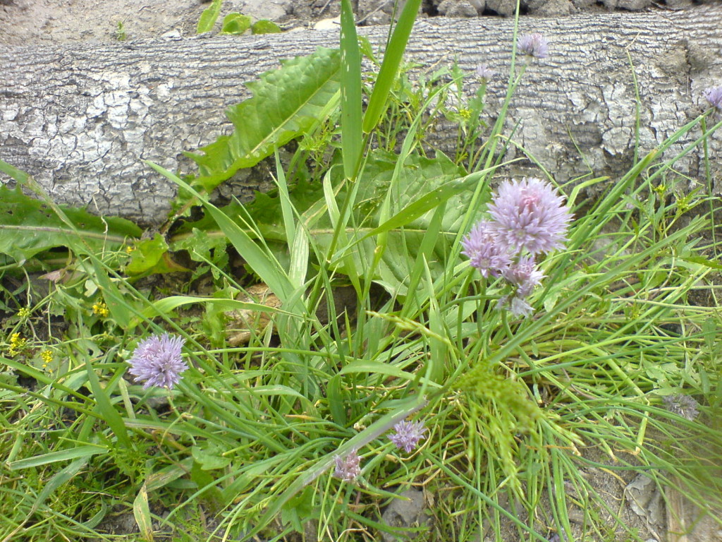 ... und Schnittlauch