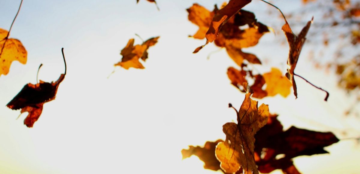 Herbstfest im Stadtgarten